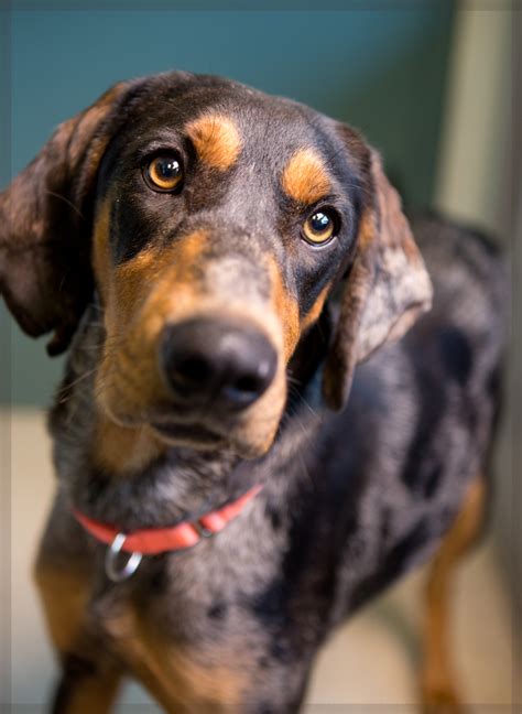 catahoula hound mix