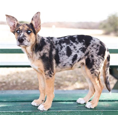 catahoula mix dog