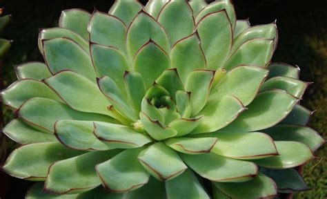 Catalogo De Echeverias