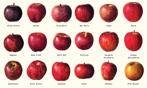 Catalogue Of Different Varieties Of Apples