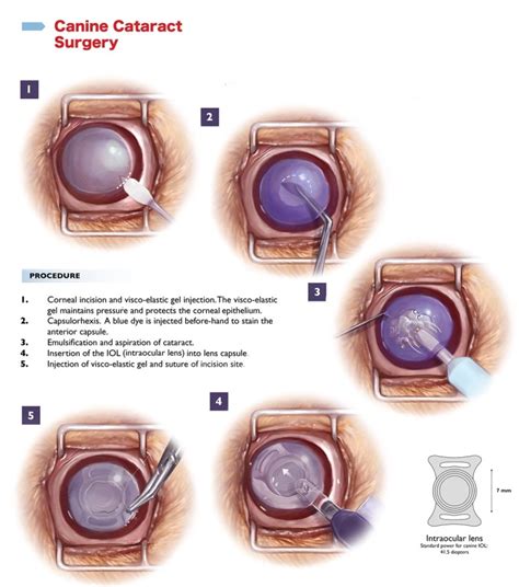 cataract operation for dogs