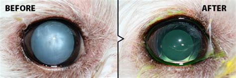 cataract removal for dogs