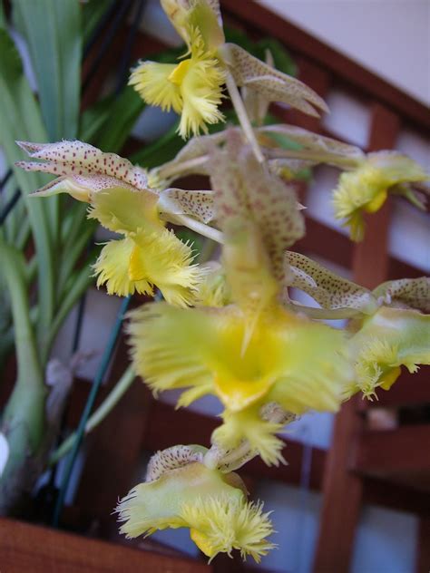 catasetum fimbriatum amarelo