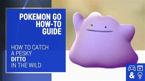 catch a ditto pokemon go