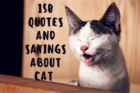 cats and quotes