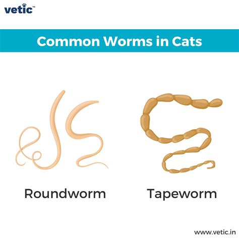 cats and tapeworms