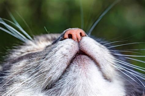 cats and wet noses