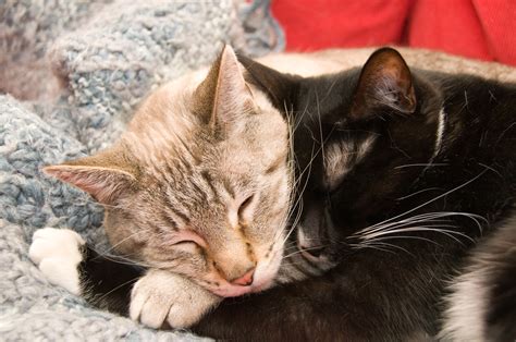 cats cuddling