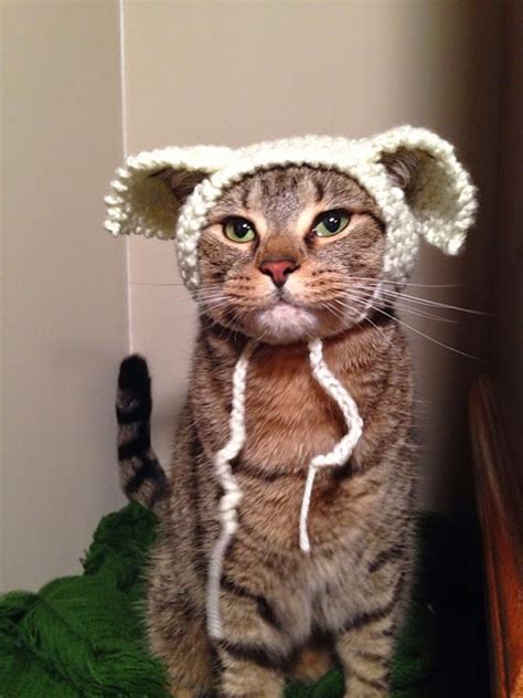 cats in hats 30 knit and crochet hat patterns for your kitty Doc