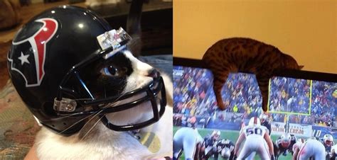 cats in nfl