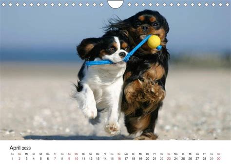 cavalier charles spaniels durch wandkalender Reader