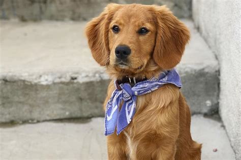 cavalier golden retriever mix