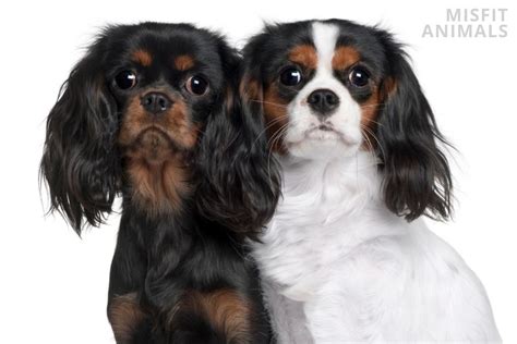 cavalier king charles colors