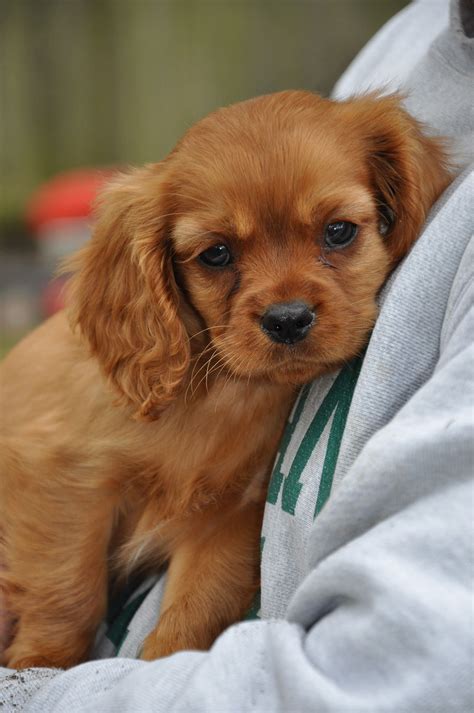 cavalier king charles mix puppies