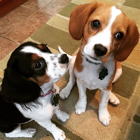 cavalier king charles spaniel mix with beagle