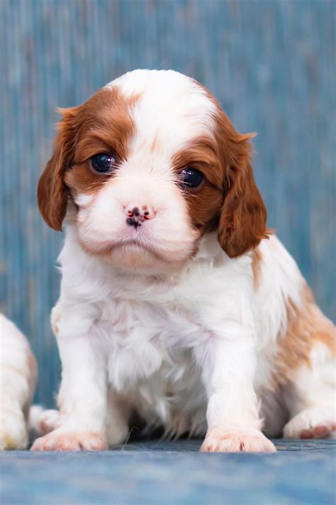 cavalier king charles spaniel puppies