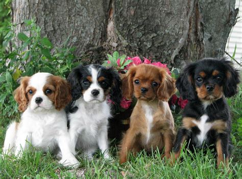 cavalier king charles spaniel puppies 2016 square 12x12 Epub