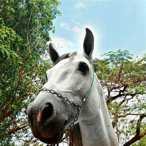 cavalos a venda em ribeirão preto