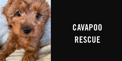 cavapoo rescue