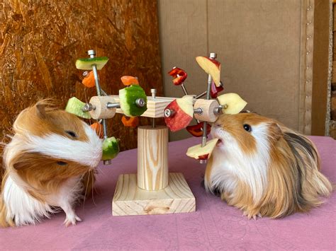 cavy toys