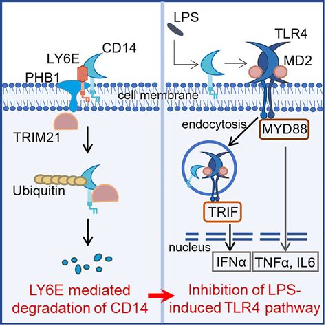 cd14 in the inflammatory response cd14 in the inflammatory response Doc