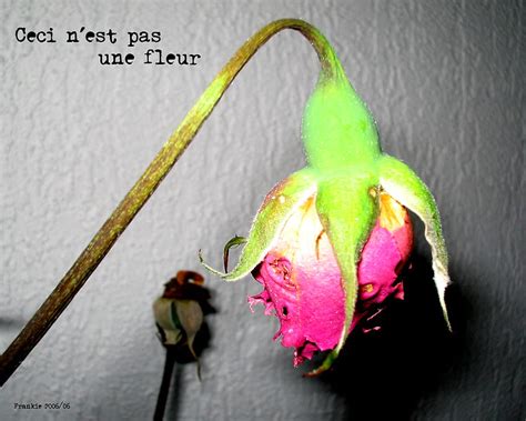 ceci nest pas une fleur Reader