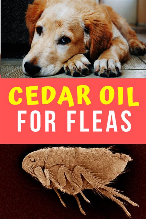 cedarwood oil for fleas