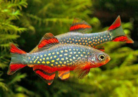 celestial pearl danio