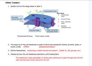 cell boundaries and cellular transport study guide Doc