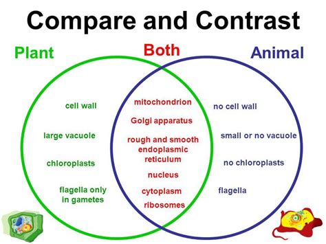 cell comparison classes animal vs plant cell venn diagram PDF