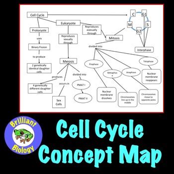 cell cycle concept map for biology Kindle Editon