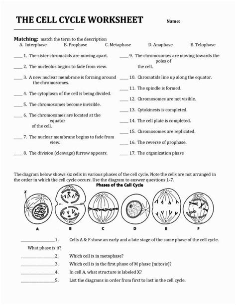cell growth and division worksheet test prep pretest answers Kindle Editon