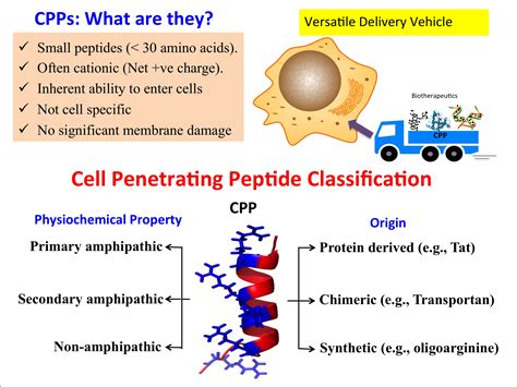 cell penetrating peptides cell penetrating peptides Reader
