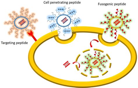 cell penetrating peptides cell penetrating peptides Reader