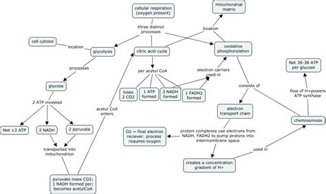 cell respiration concept map answers Kindle Editon
