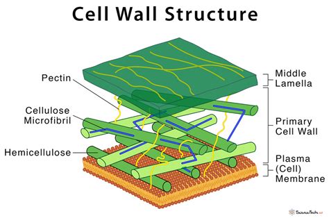 cell wall diagram with labels Epub