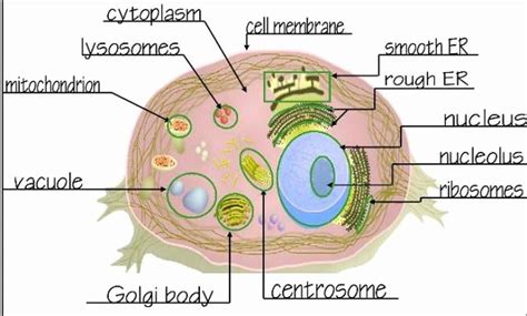 cells alive animal cell answers Doc