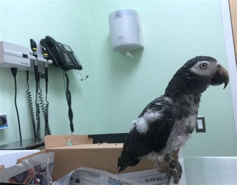 center for avian and exotic medicine nyc