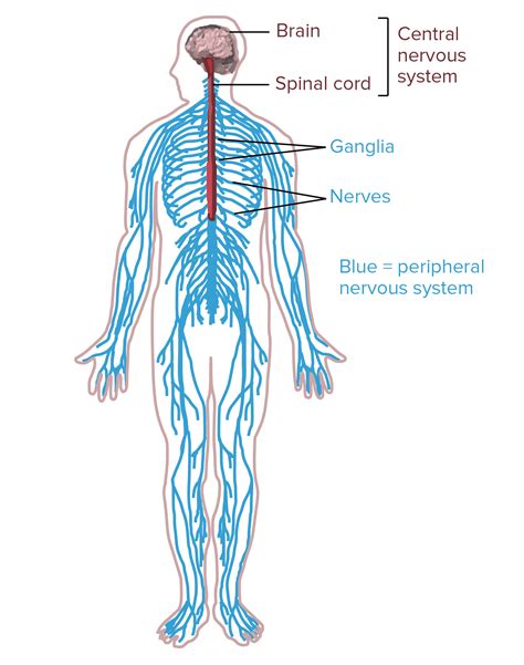 central nervous system diagram Epub