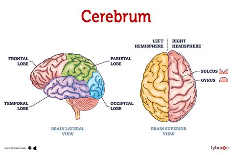 cerebrum