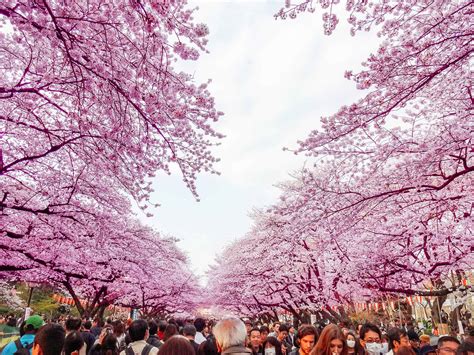 cerejeiras japonesas