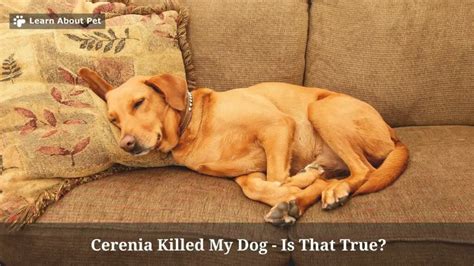 cerenia killed my dog