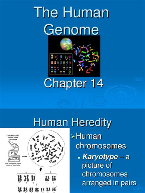 ch 14 the human genome reading guide PDF