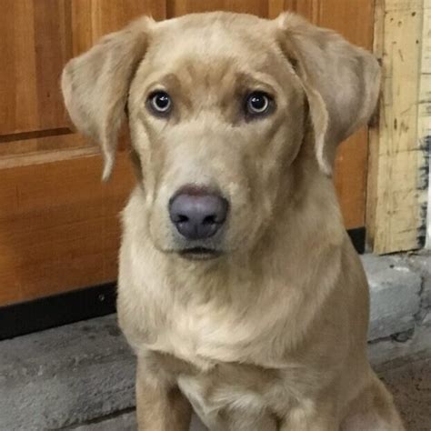 champagne color labrador retriever