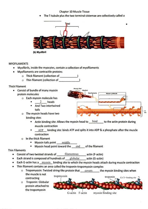 chapter 10 muscle tissue test bank PDF