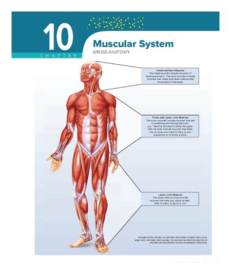chapter 10 muscular system gross anatomy Doc