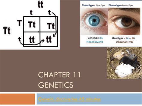 chapter 11 genetics work PDF