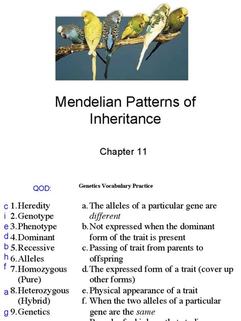 chapter 11 mendelian patterns of inheritance answers Reader