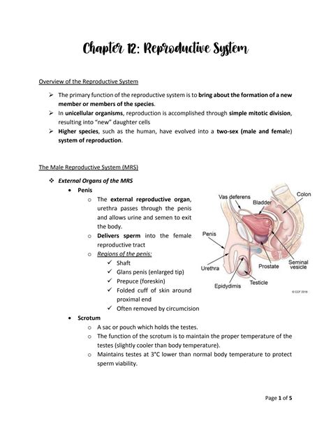 chapter 12 the reproductive system Reader