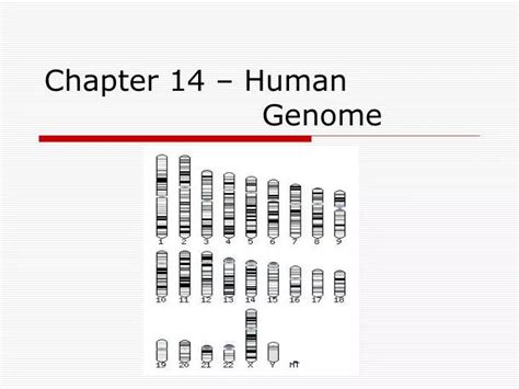 chapter 14 human genome vocab Reader